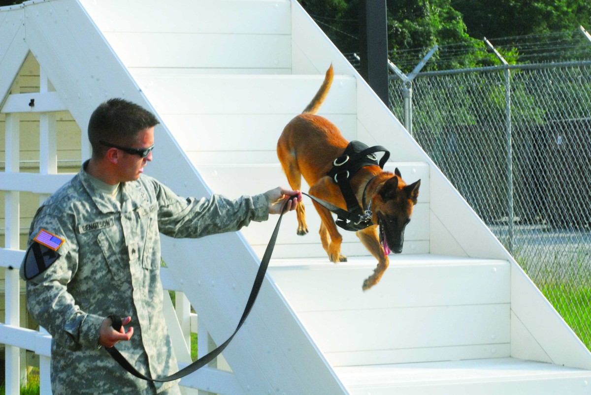 Military working dogs train to keep up proficiency | Article | The United States Army