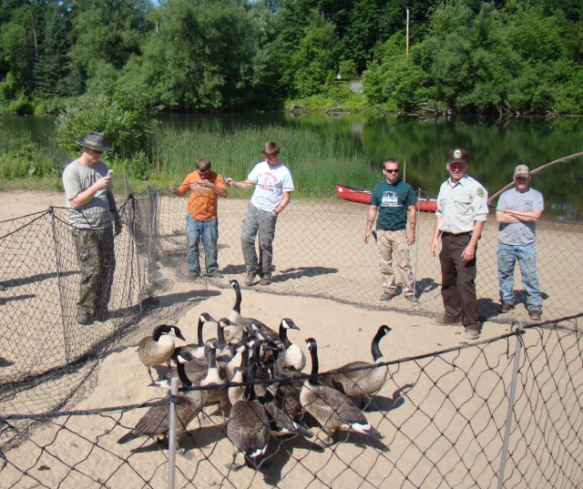 Goose roundup