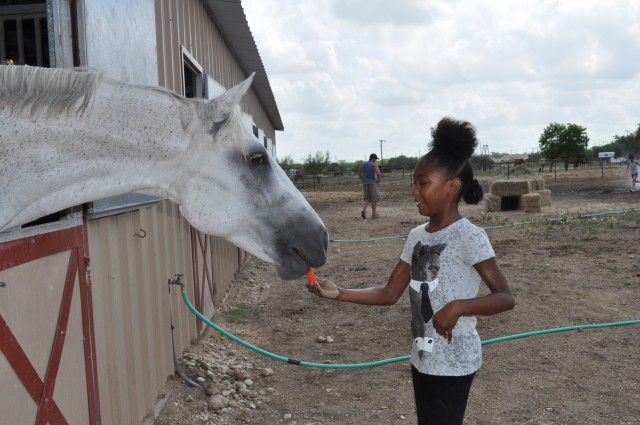 Horse Camp 2