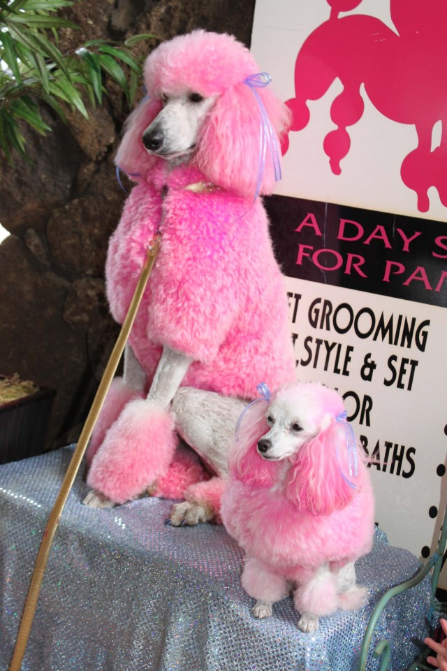 Pets, people have a tail waggin’ good time at 'Pets are People Too Expo'