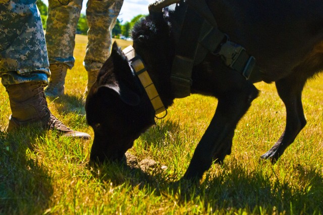 Four-legged Soldier sniffs out explosives, weapons