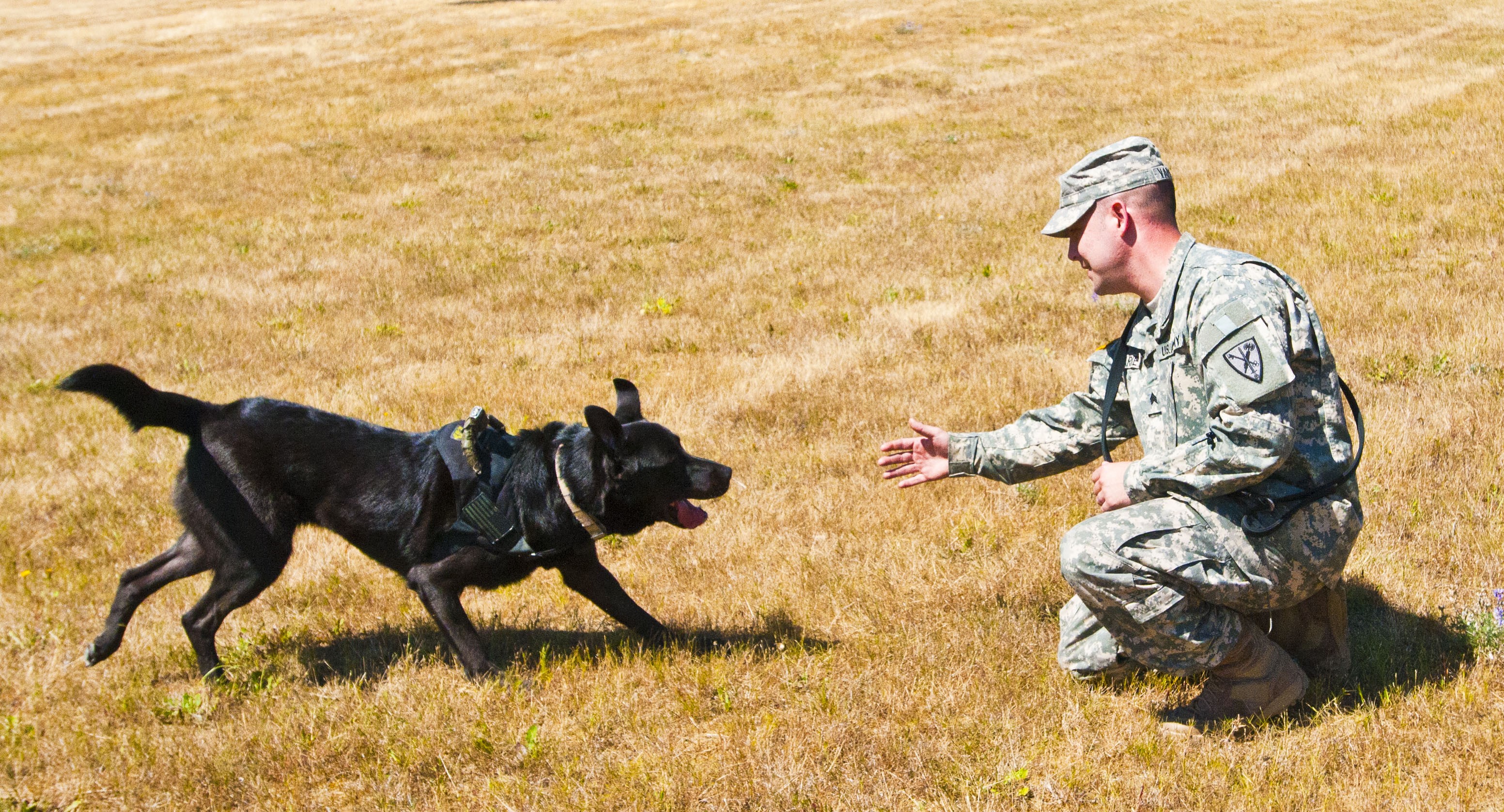 Four-legged Soldier sniffs out explosives, weapons | Article | The ...