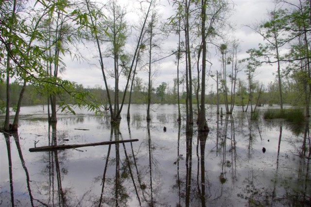 Wetland credits help environment, saves money