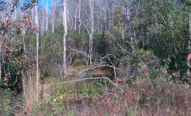 Wetland credits help environment, saves money