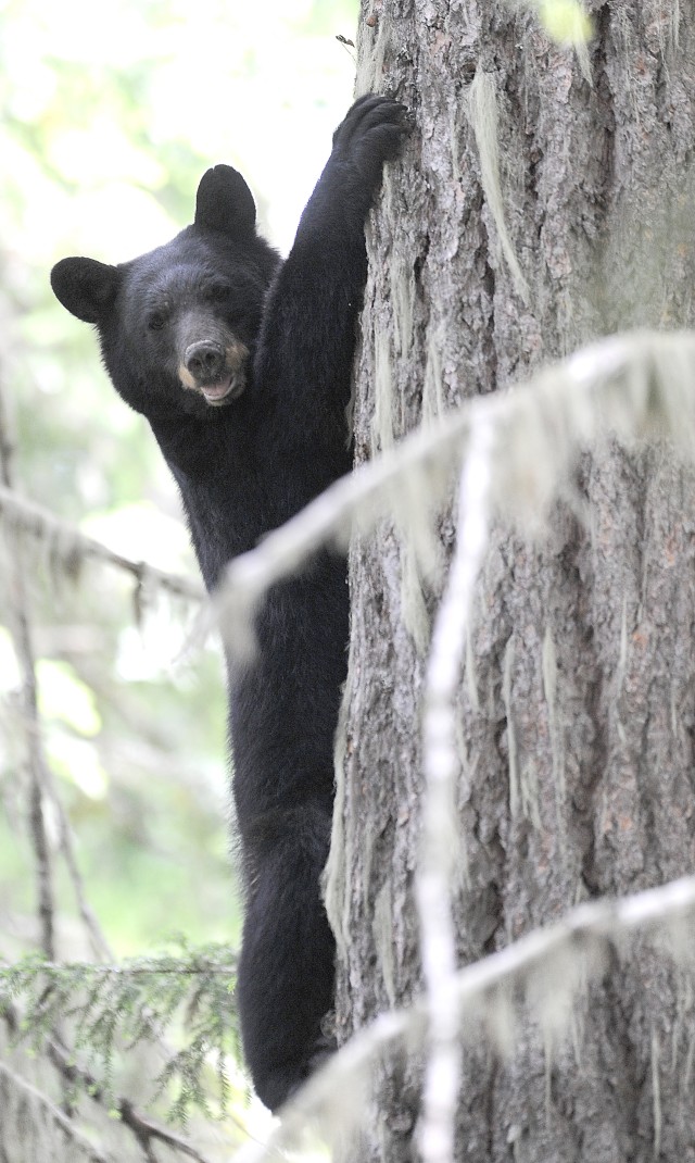 bear 4