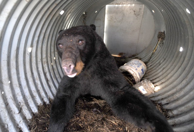 bear 5