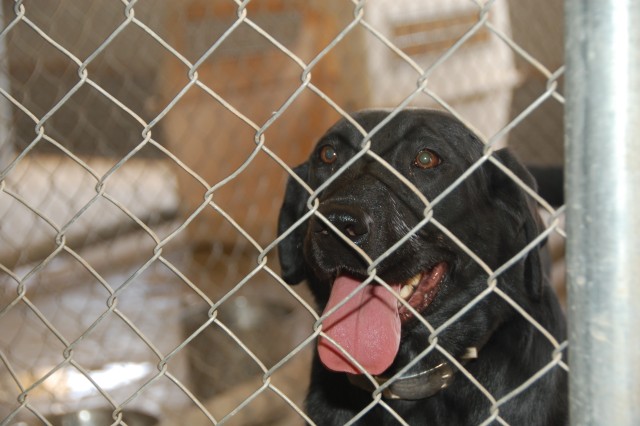 401st Army Field Support Brigade adopted unit keeps IED dogs in the fight