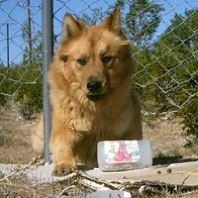 Fort Irwin rallies to save abandoned dog