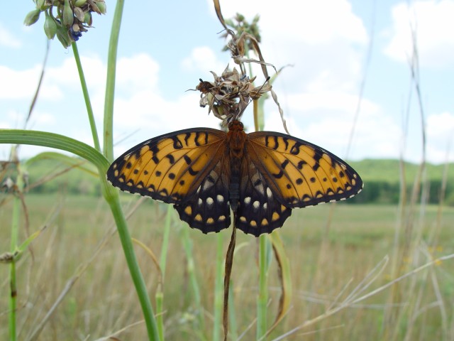 New, state endangered butterfly documented at Fort McCoy