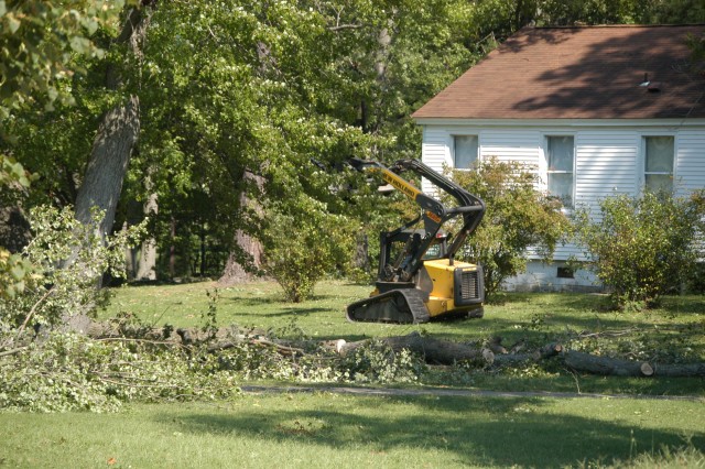 Downed trees