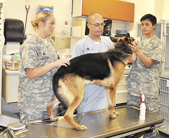 Calming a Military Working Dog