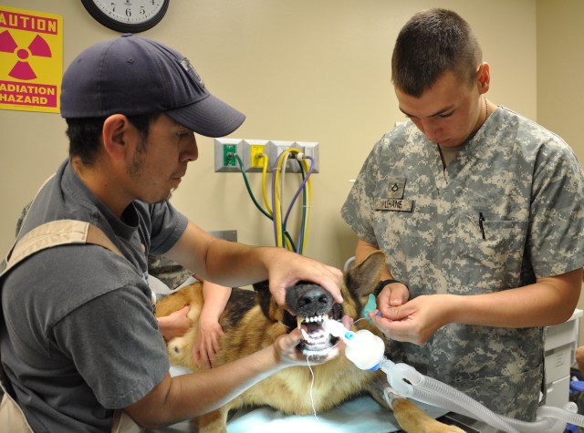 Military Working Dog surgery prep