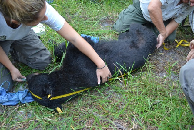 Measuring bear at Camp Blanding