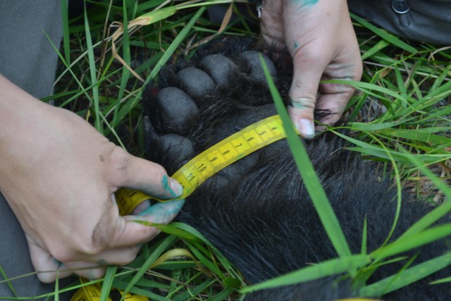 Measuring a bear paw at Camp Blanding