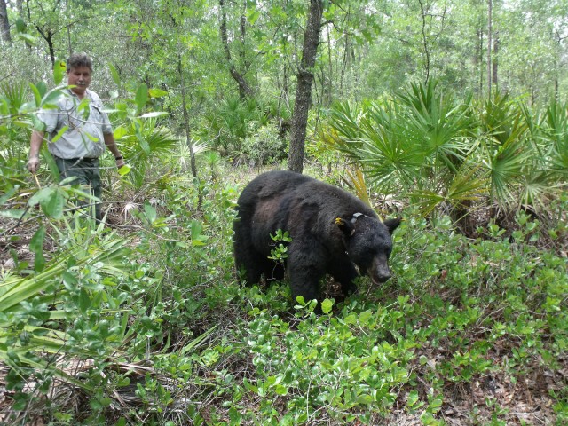 Bear at Camp Blanding