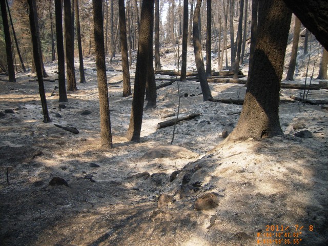 Ash is canyon's only groundcover