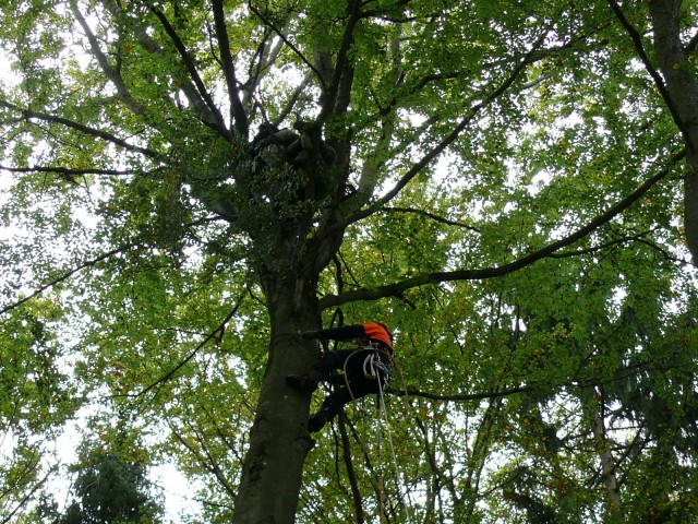 Tree climber to the rescue