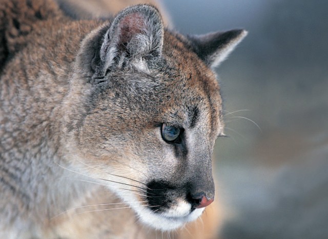 Be aware: Mountain lions in the area