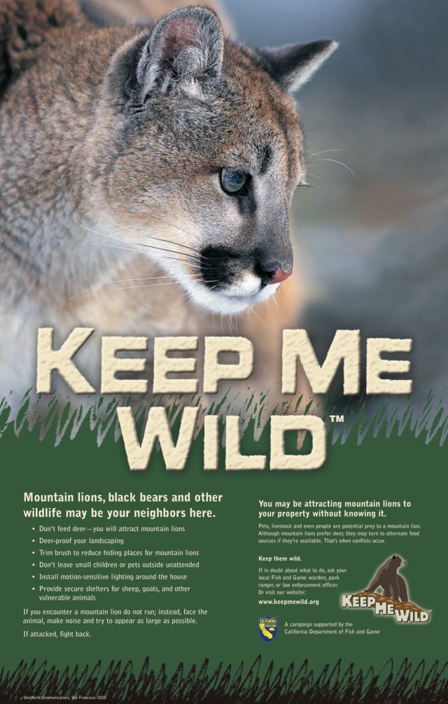 Be aware: Mountain lions in the area