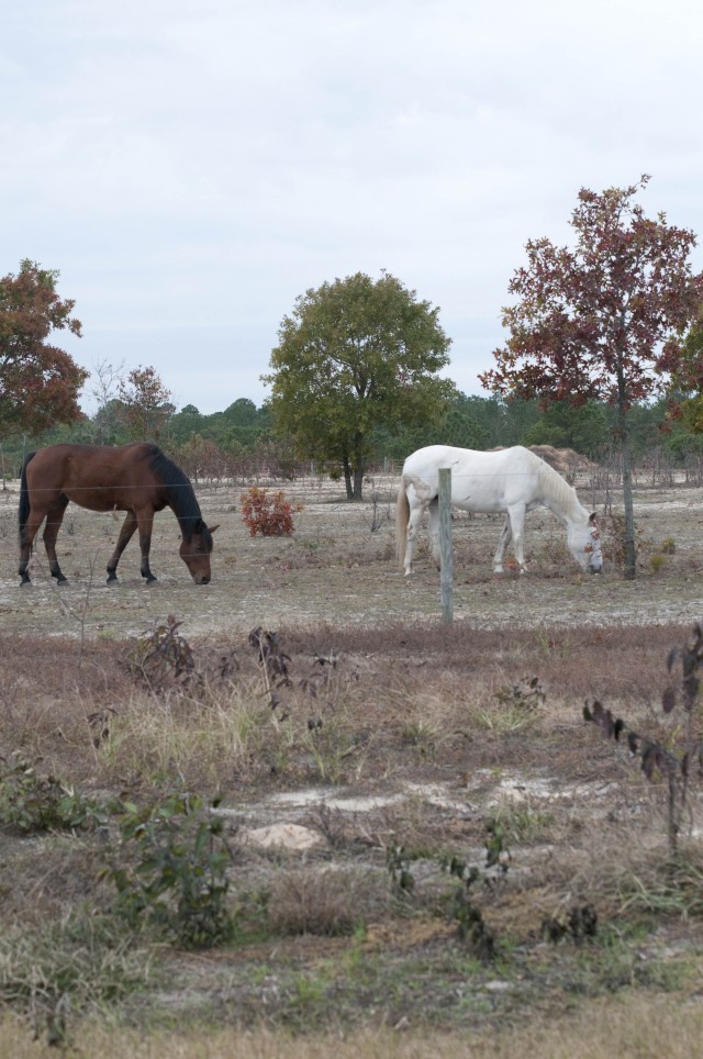 Fort Bragg riding stables temporarily shuttered  to rehab pasture, seek new stable site