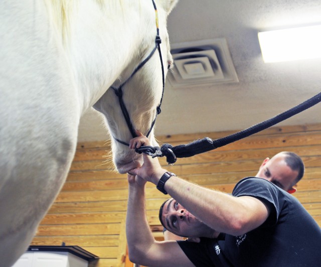 Caisson welcomes new horses