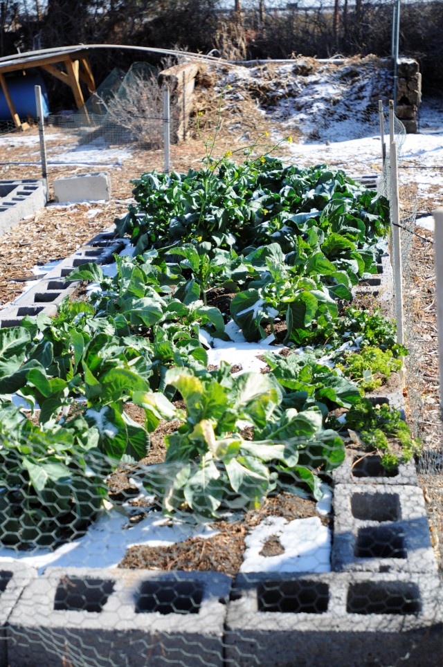 Master Gardeners demonstrate garden technique, water conservation in El Paso County