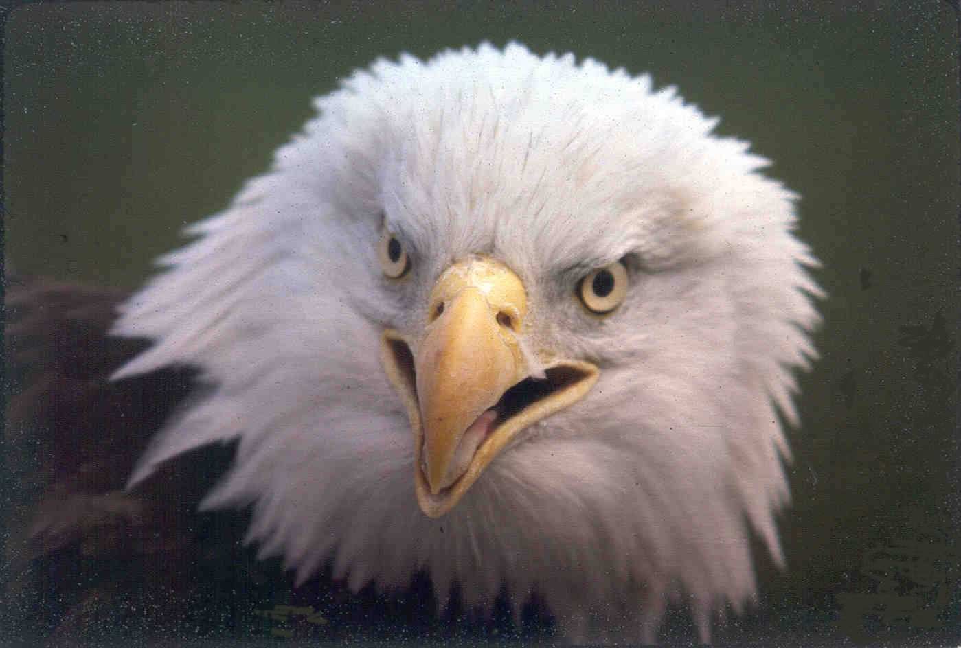 Bald Eagle  National Wildlife Federation