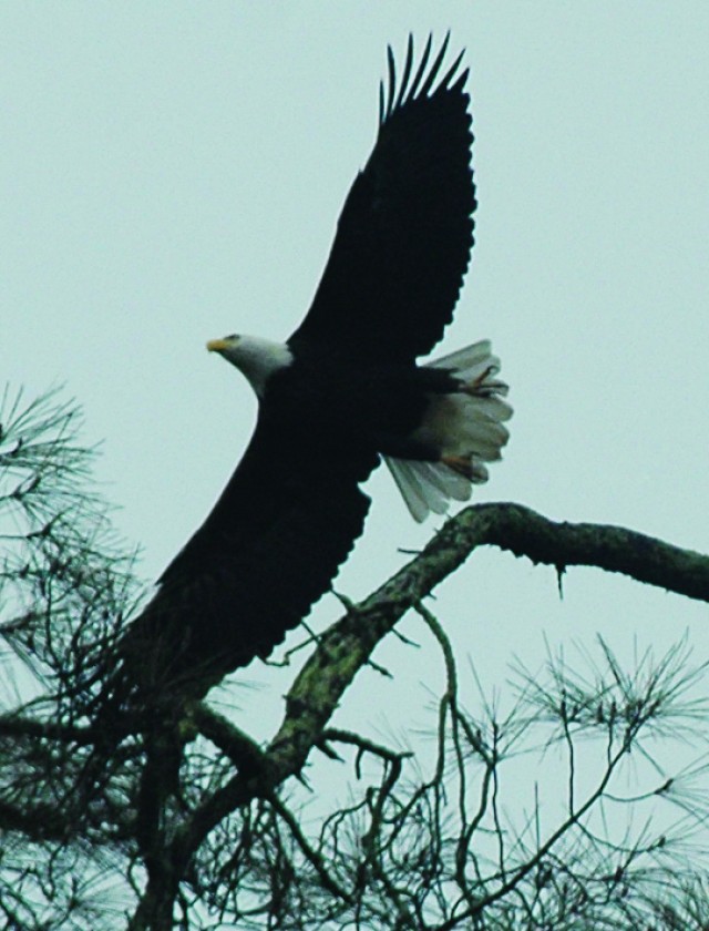 Citizen Scientists Key to Success for National Midwinter Bald Eagle Survey