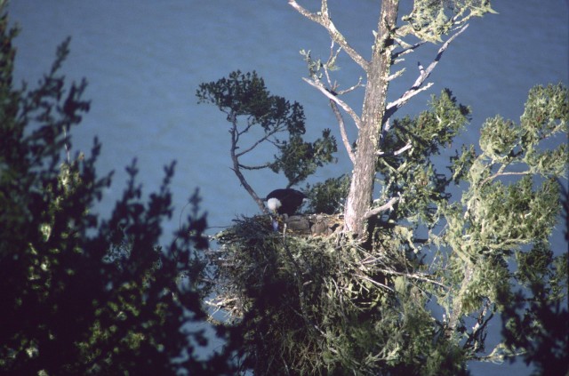 Citizen Scientists Key to Success for National Midwinter Bald Eagle Survey