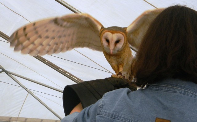 Barn owl prepares to fly