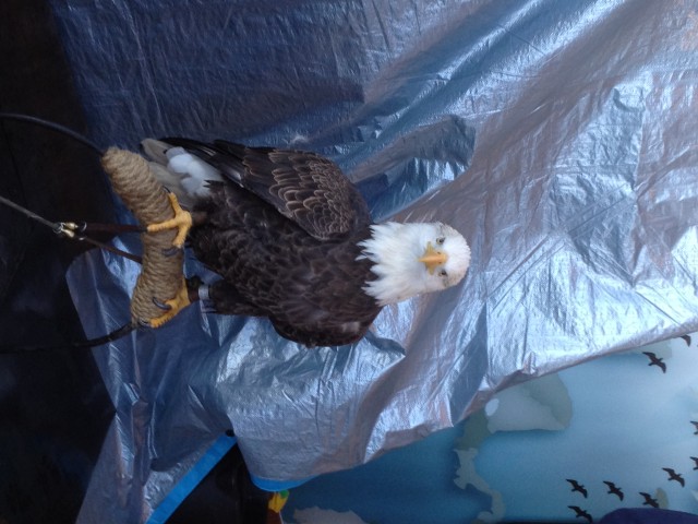 Liberty, an American Bald Eagle eyes the crowd