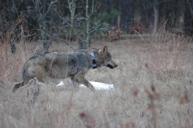 Fort McCoy conducts research, uses data help manage wolves