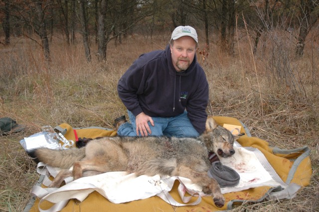 Fort McCoy conducts research, uses data help manage wolves