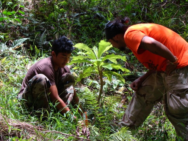 Endangered Cyanea superba in Kahanahaiki, HI