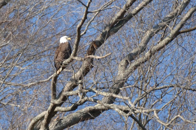 Dale Hollow Eagle