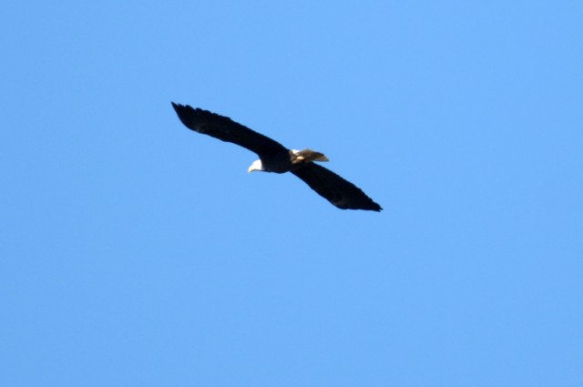 Eagle Soar at Dale Hollow Lake