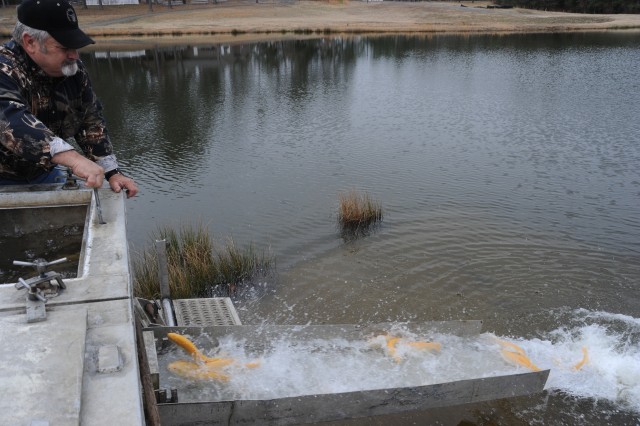 Golden trout make a break for open water