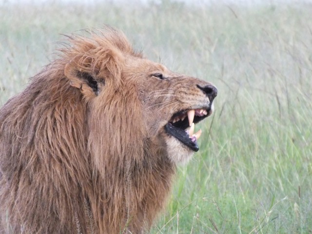 The roar of the lion 