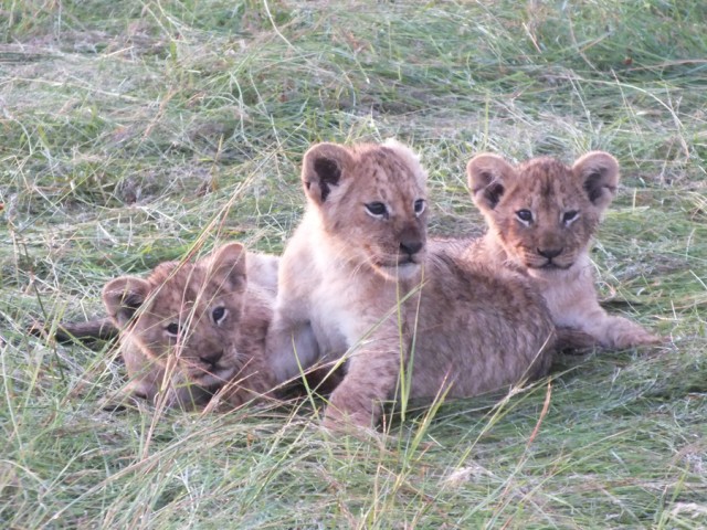 Cub cuddle