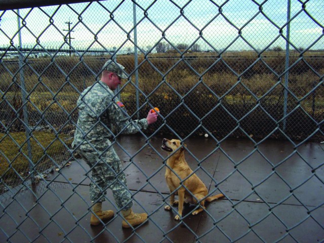 Going to the Dogs