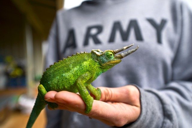 Chameleon