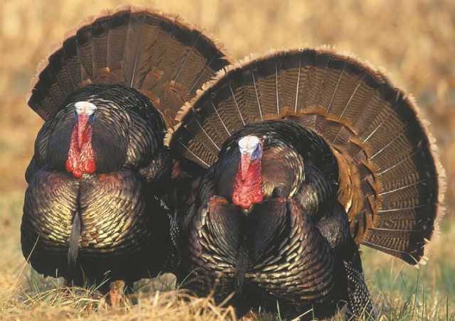 Bearded turkey season approaching