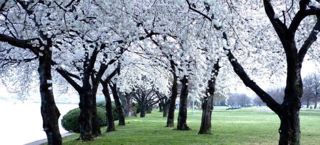 Cherry Blossoms ablaze in their centennial year
