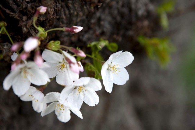 Cherry Blossoms ablaze in their centennial year