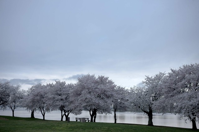 Cherry Blossoms ablaze in their centennial year