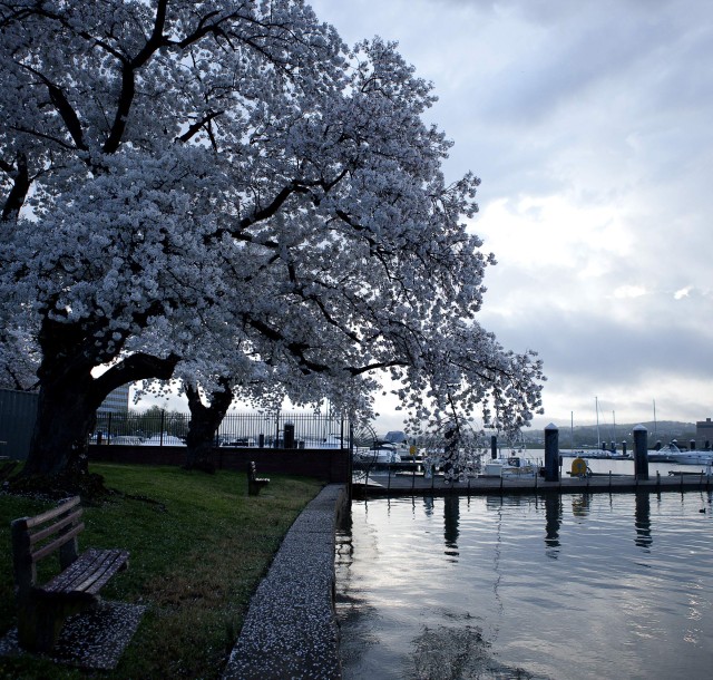 Cherry Blossoms ablaze in their centennial year