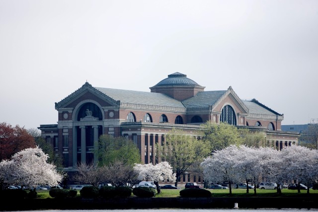 Cherry Blossoms ablaze in their centennial year