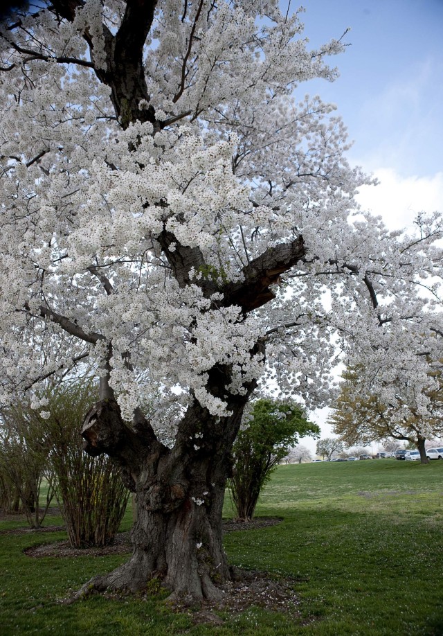 Cherry Blossoms ablaze in their centennial year