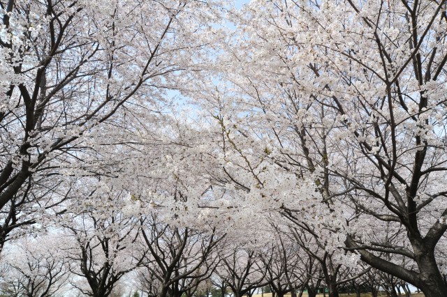 28,000 visit Camp Zama for annual Cherry Blossom Festival