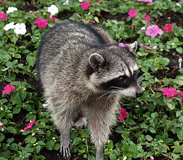 Feral raccoon
